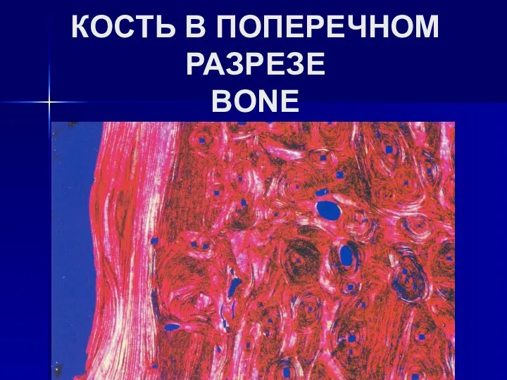 КОСТЬ В ПОПЕРЕЧНОМ РАЗРЕЗЕ BONE