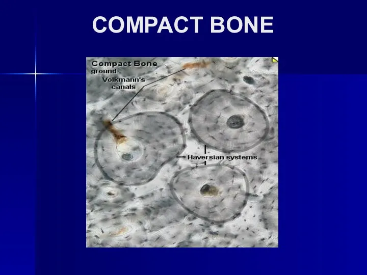 COMPACT BONE