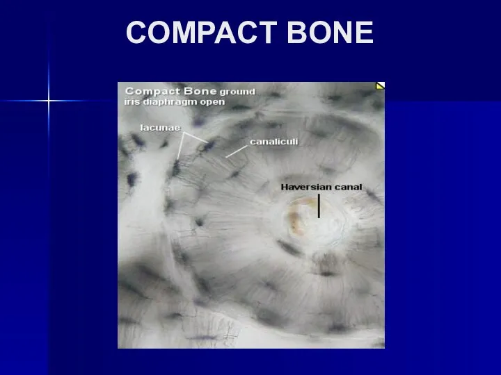 COMPACT BONE