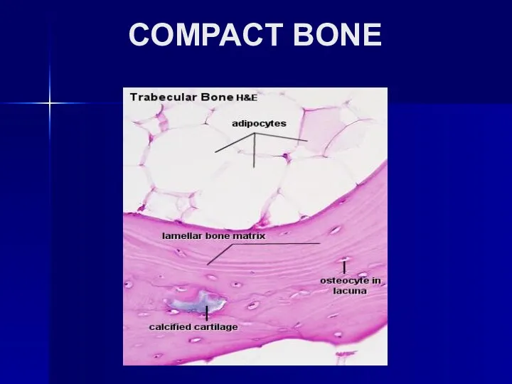 COMPACT BONE