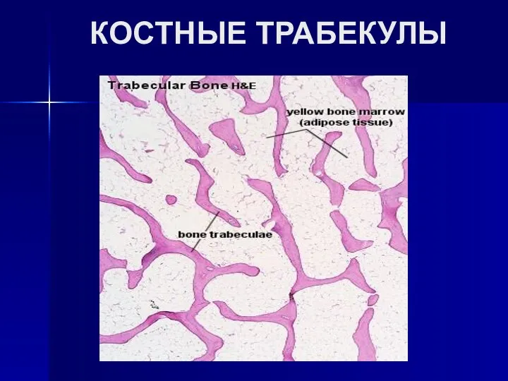 КОСТНЫЕ ТРАБЕКУЛЫ