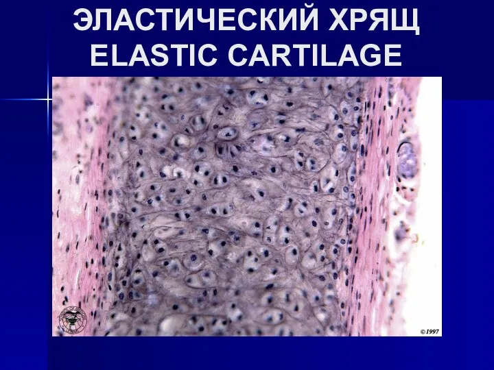 ЭЛАСТИЧЕСКИЙ ХРЯЩ ELASTIC CARTILAGE