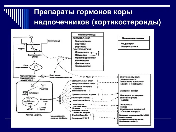 Препараты гормонов коры надпочечников (кортикостероиды)