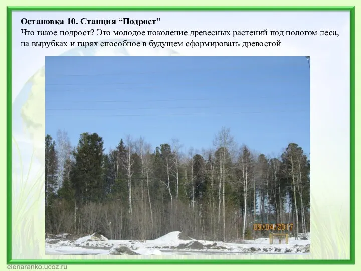 Остановка 10. Станция “Подрост” Что такое подрост? Это молодое поколение