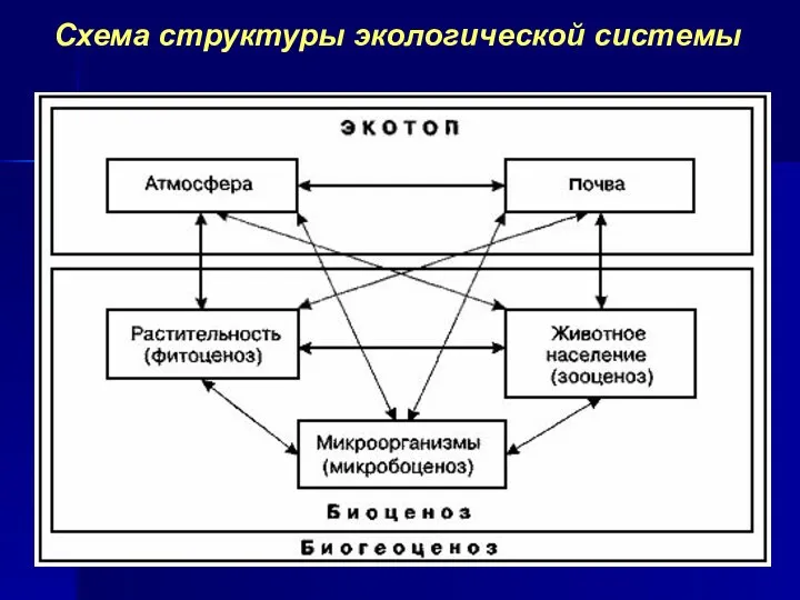 Схема структуры экологической системы