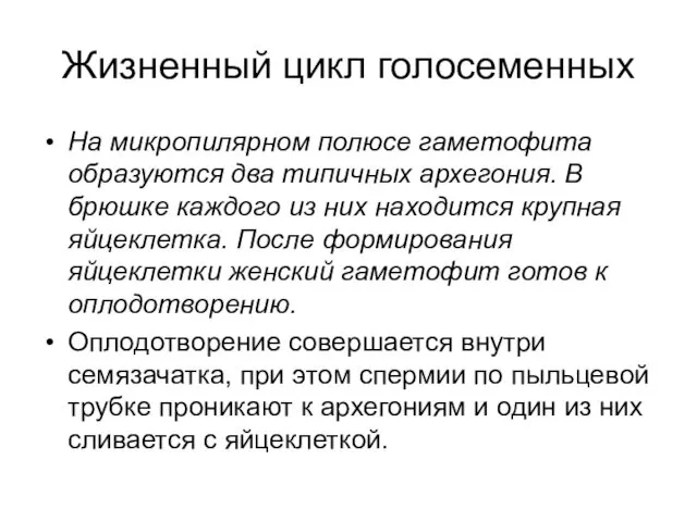 Жизненный цикл голосеменных На микропилярном полюсе гаметофита образуются два типичных