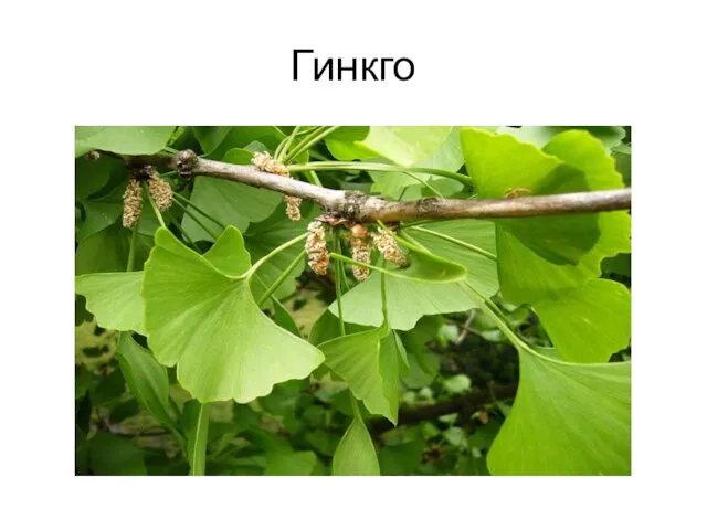 Гинкго