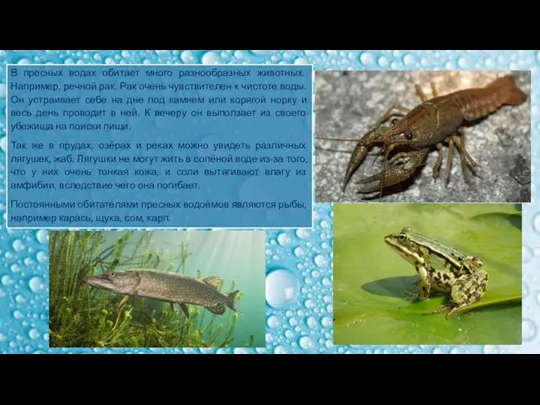 В пресных водах обитает много разнообразных животных. Например, речной рак.