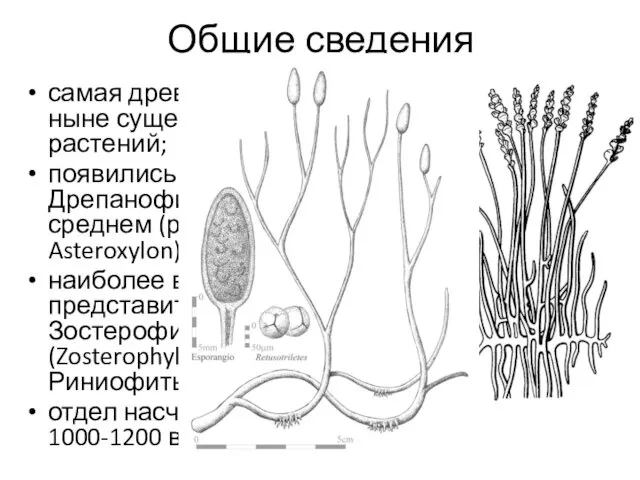 Общие сведения самая древняя группа среди ныне существующих высших растений;