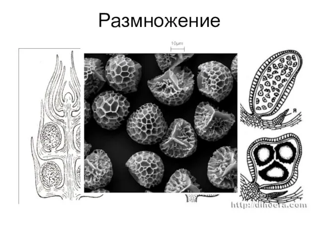 Размножение