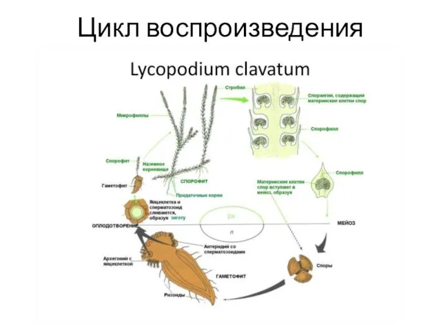 Цикл воспроизведения