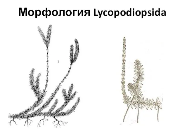 Морфология Lycopodiopsida