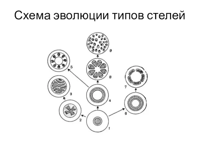 Схема эволюции типов стелей