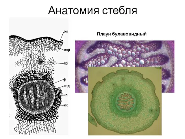 Анатомия стебля Плаун булавовидный