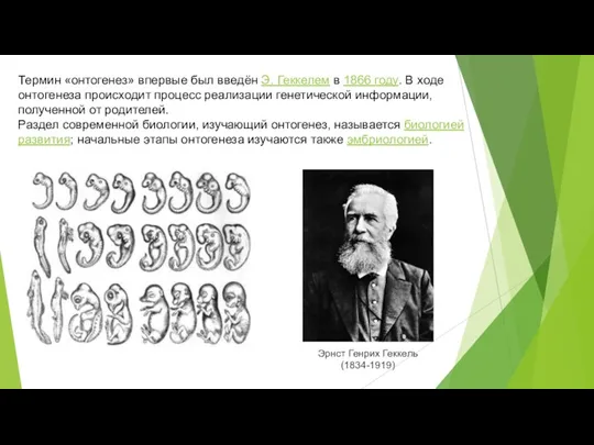Термин «онтогенез» впервые был введён Э. Геккелем в 1866 году. В ходе онтогенеза