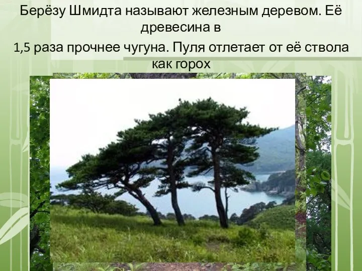 Берёзу Шмидта называют железным деревом. Её древесина в 1,5 раза