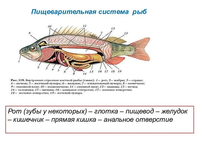 Пищеварительная система рыб Рот (зубы у некоторых) – глотка –