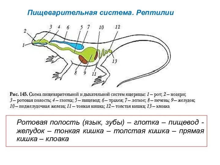 Пищеварительная система. Рептилии Ротовая полость (язык, зубы) – глотка –