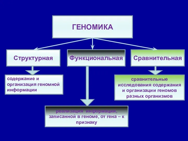 ГЕНОМИКА Структурная Функциональная Сравнительная содержание и организация геномной информации реализация