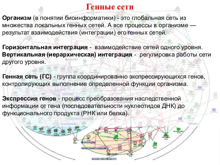 Генные сети Организм (в понятии биоинформатики) - это глобальная сеть