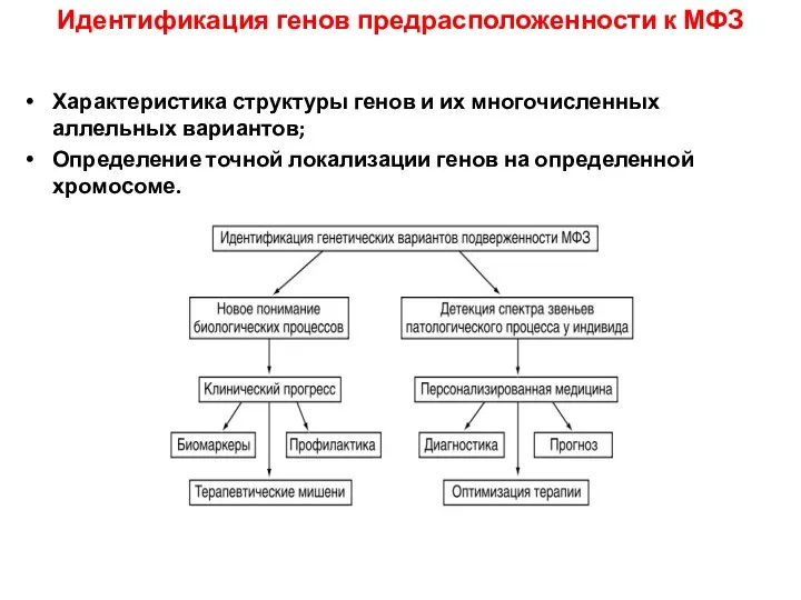 Идентификация генов предрасположенности к МФЗ Характеристика структуры генов и их