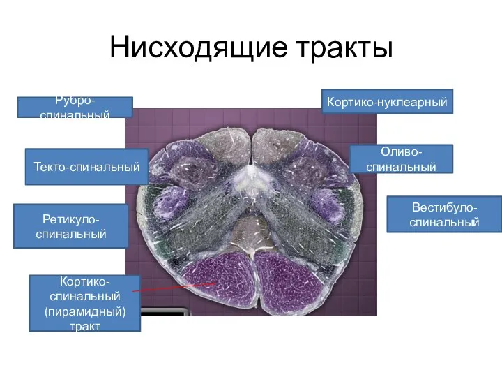 Нисходящие тракты Кортико-спинальный (пирамидный) тракт Ретикуло-спинальный Текто-спинальный Рубро-спинальный Кортико-нуклеарный Оливо-спинальный Вестибуло-спинальный