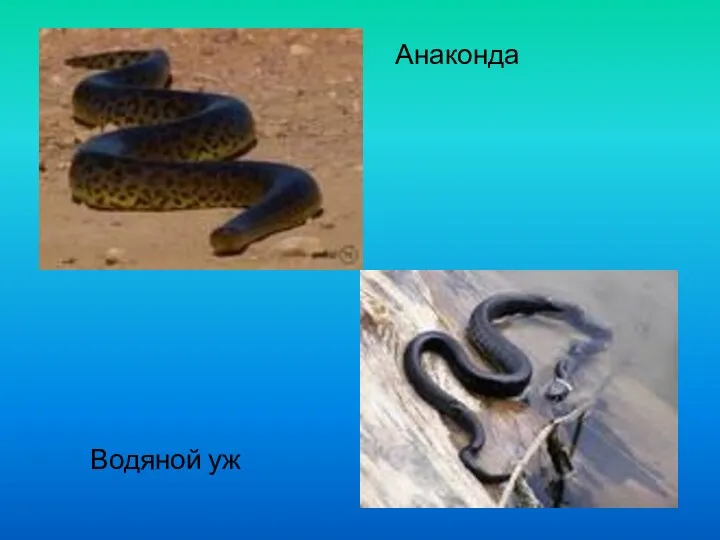 Анаконда Водяной уж