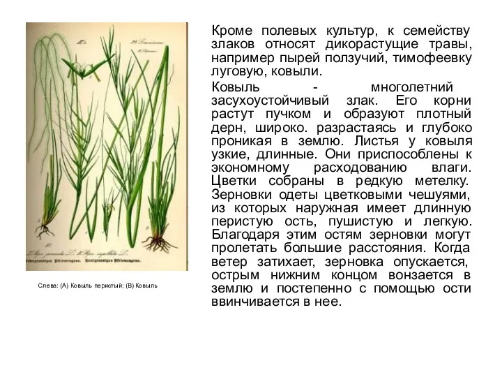 Кроме полевых культур, к семейству злаков относят дикорастущие травы, например
