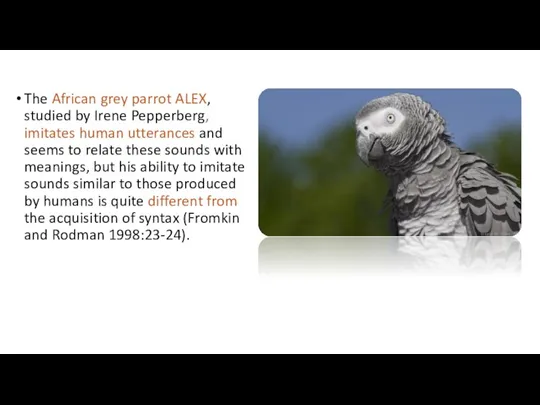 The African grey parrot ALEX, studied by Irene Pepperberg, imitates
