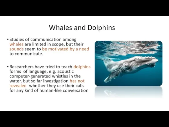 Whales and Dolphins Studies of communication among whales are limited in scope, but