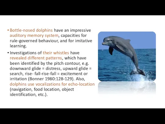 Bottle-nosed dolphins have an impressive auditory memory system, capacities for rule-governed behaviour, and