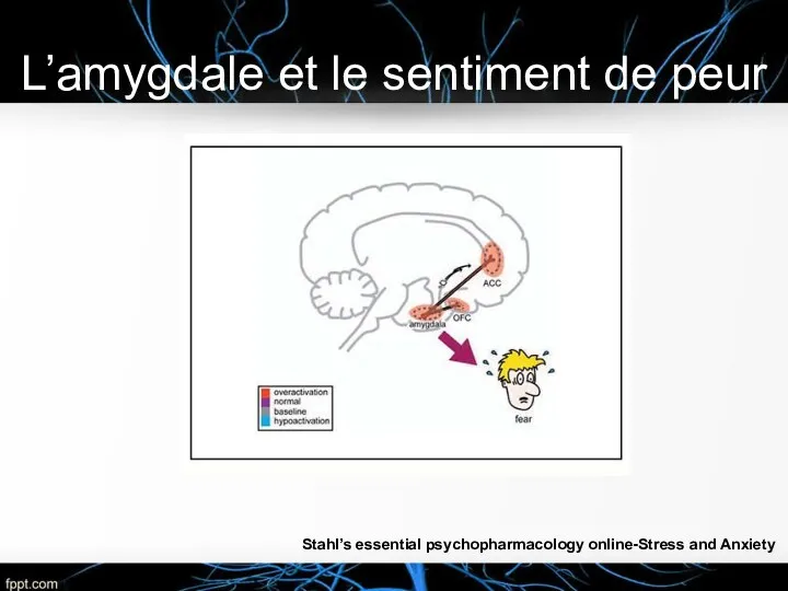 L’amygdale et le sentiment de peur Stahl’s essential psychopharmacology online-Stress and Anxiety