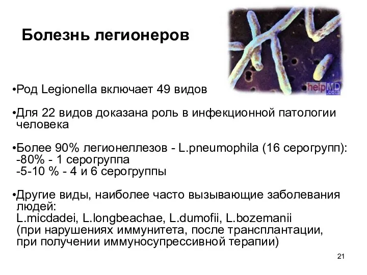 Род Legionella включает 49 видов Для 22 видов доказана роль