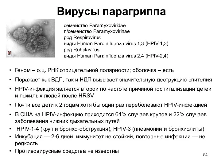 семейство Paramyxoviridae п/семейство Paramyxovirinae род Respirovirus виды Human Parainfluenza virus
