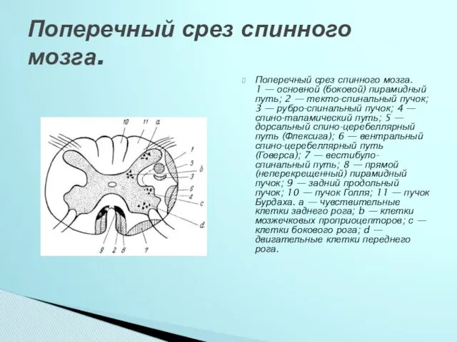 Поперечный срез спинного мозга. 1 — основной (боковой) пирамидный путь; 2 — текто-спинальный