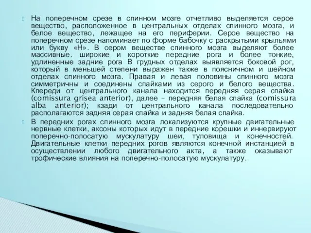 На поперечном срезе в спинном мозге отчетливо выделяется серое вещество, расположенное в центральных