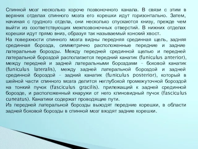 Спинной мозг несколько короче позвоночного канала. В связи с этим в верхних отделах