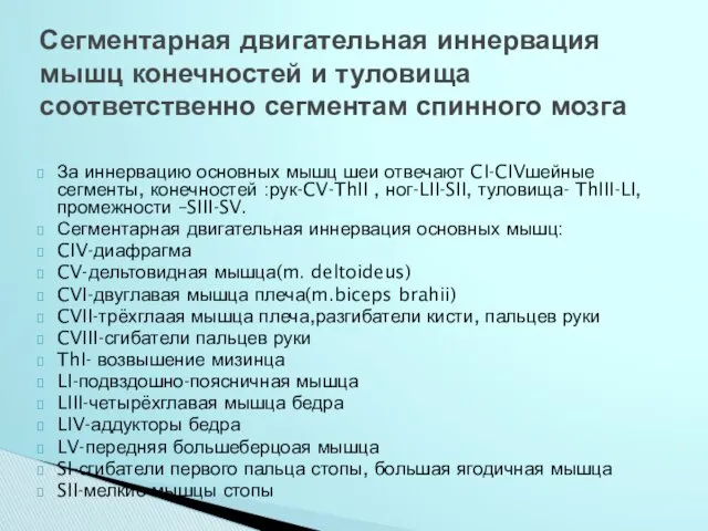 За иннервацию основных мышц шеи отвечают CI-CIVшейные сегменты, конечностей :рук-CV-ThII , ног-LII-SII, туловища-