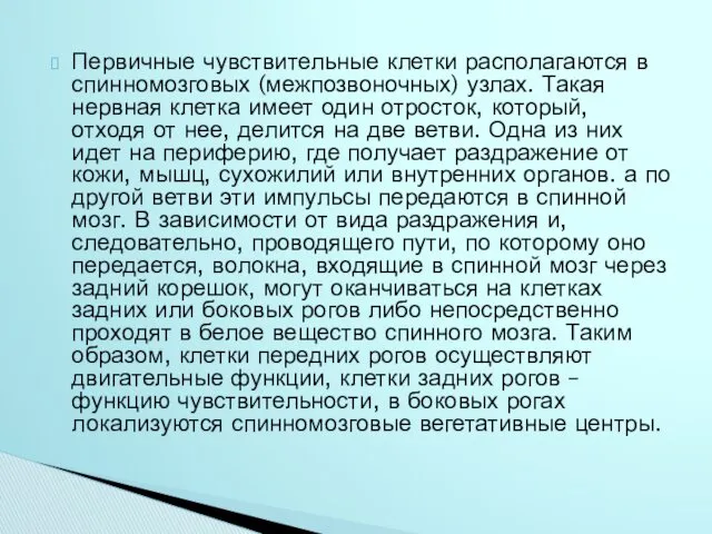 Первичные чувствительные клетки располагаются в спинномозговых (межпозвоночных) узлах. Такая нервная клетка имеет один