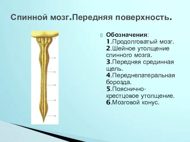 Обозначения: 1.Продолговатый мозг. 2.Шейное утолщение спинного мозга. 3.Передняя срединная щель. 4.Переднелатеральная борозда. 5.Пояснично-крестцовое