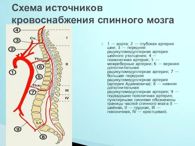 1 — аорта; 2 — глубокая артерия шеи; 3 — передняя радикуломедуллярная артерия