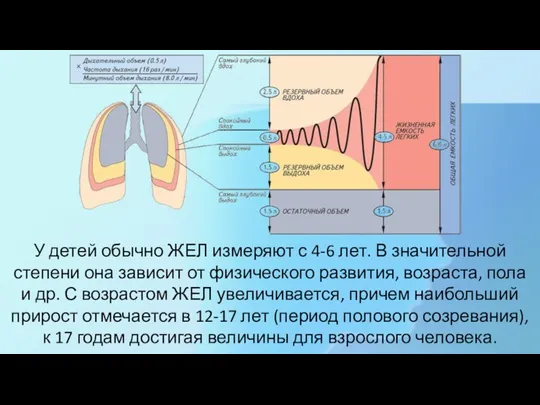 У детей обычно ЖЕЛ измеряют с 4-6 лет. В значительной