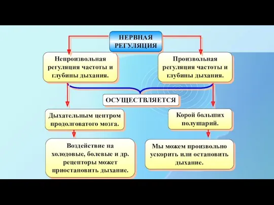 Непроизвольная регуляция частоты и глубины дыхания. ОСУЩЕСТВЛЯЕТСЯ НЕРВНАЯ РЕГУЛЯЦИЯ Произвольная