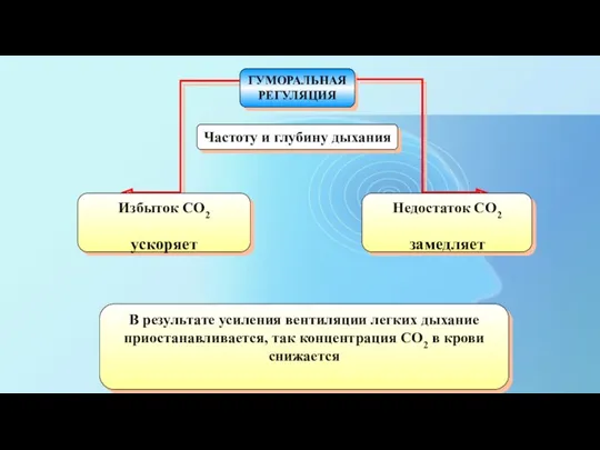 Частоту и глубину дыхания ГУМОРАЛЬНАЯ РЕГУЛЯЦИЯ Избыток СО2 ускоряет Недостаток