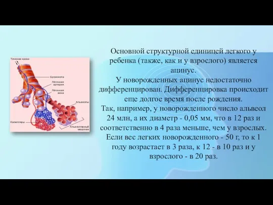 Основной структурной единицей легкого у ребенка (также, как и у