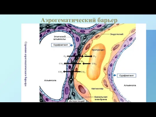 Аэрогематический барьер