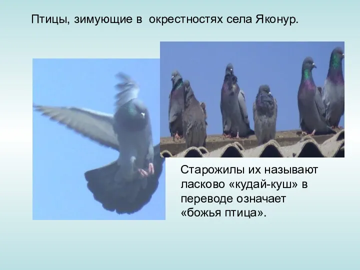 Птицы, зимующие в окрестностях села Яконур. Старожилы их называют ласково «кудай-куш» в переводе означает «божья птица».