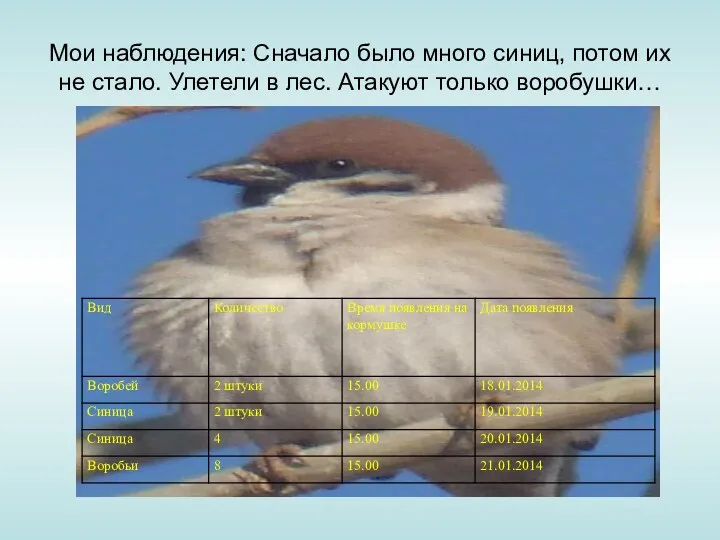 Мои наблюдения: Сначало было много синиц, потом их не стало. Улетели в лес. Атакуют только воробушки…