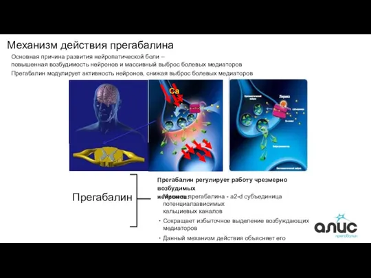 Механизм действия прегабалина Прегабалин Прегабалин регулирует работу чрезмерно возбудимых нейронов: