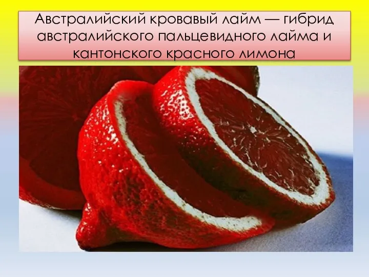 Австралийский кровавый лайм — гибрид австралийского пальцевидного лайма и кантонского красного лимона